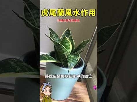 虎尾蘭廁所風水|【風水禁忌虎尾蘭風水】風水禁忌注意！虎尾蘭這樣擺宅運旺，避。